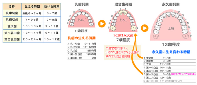 それぞれの歯の名前と役割