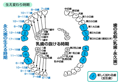 それぞれの歯の名前と役割