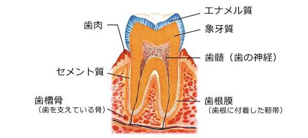 歯の構成