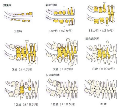乳歯と永久歯の大きさ